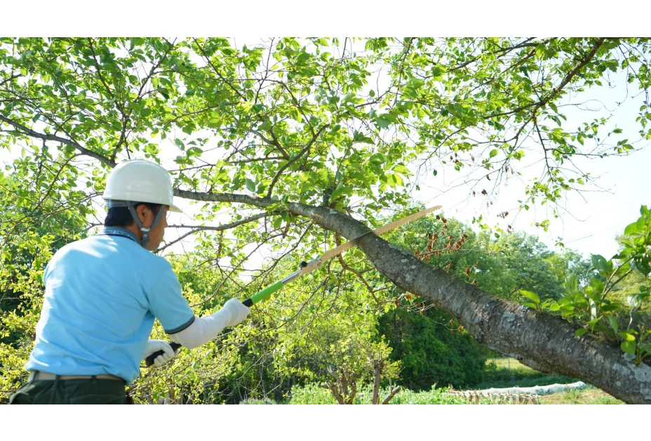 SILKY Katanaboy 65cm Pruning Saw - Image 5