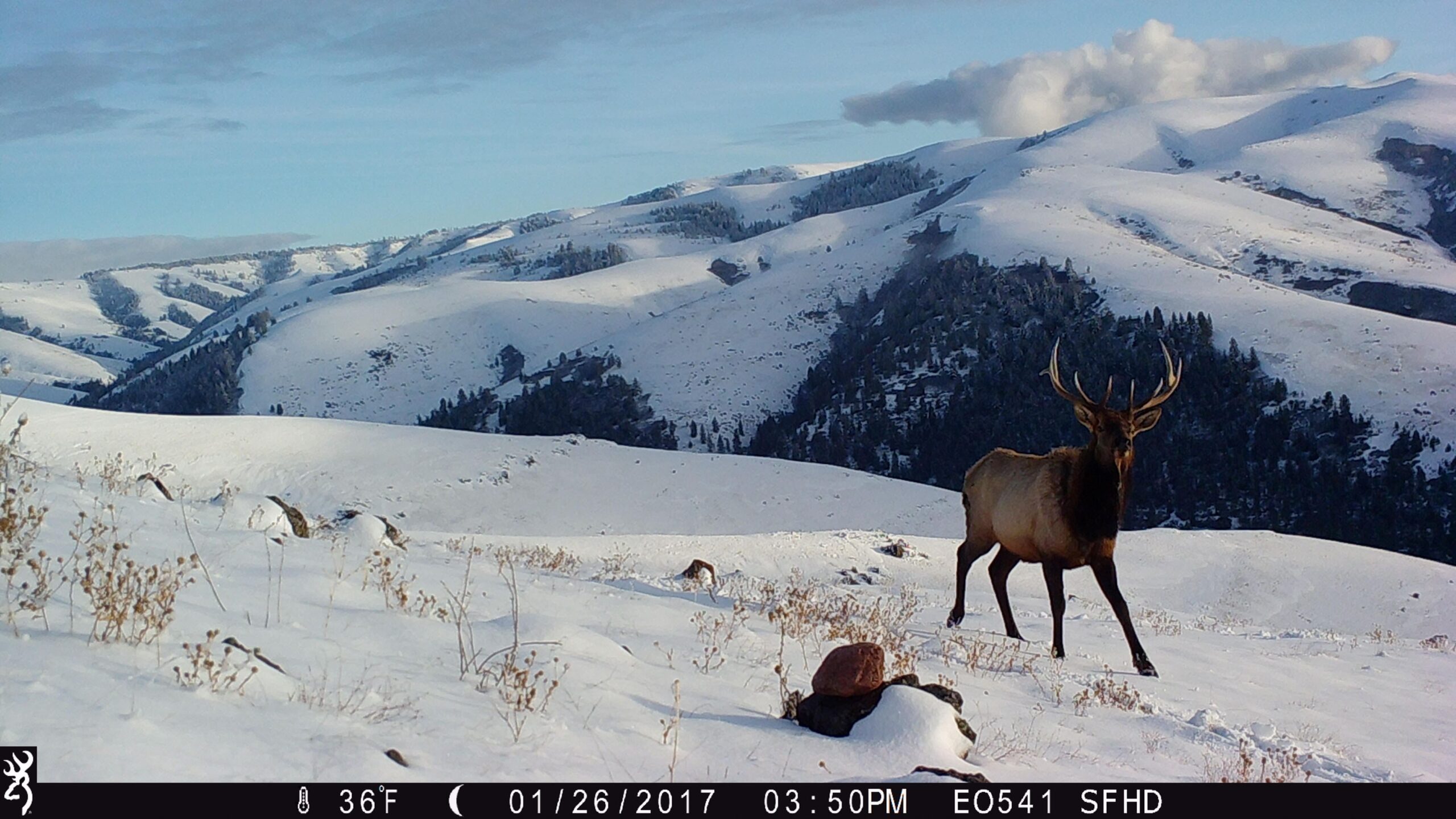 Browning Dark Ops Pro DCL - Dual Lens Trail Camera - Image 6