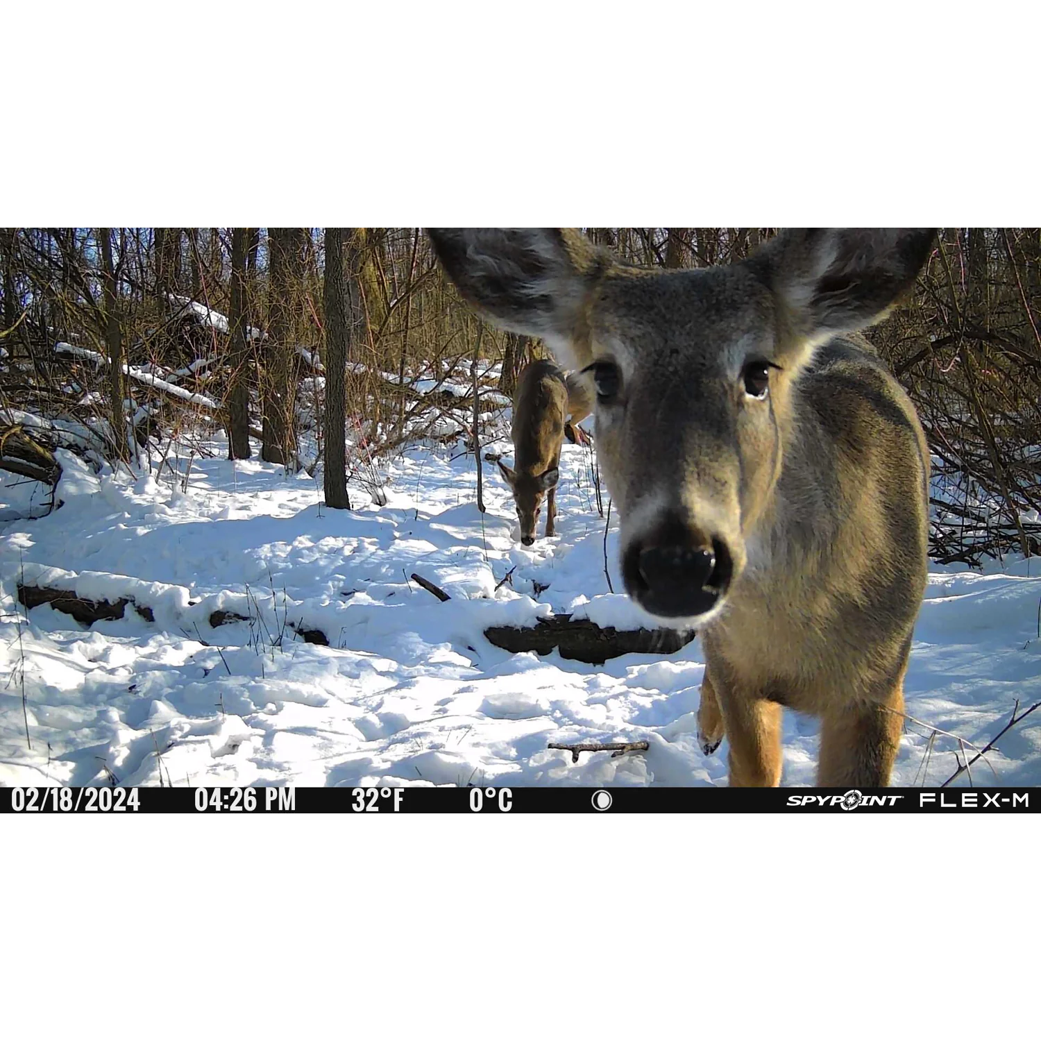 Spypoint® FLEX M - Image 7
